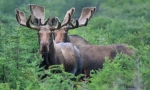 Elk